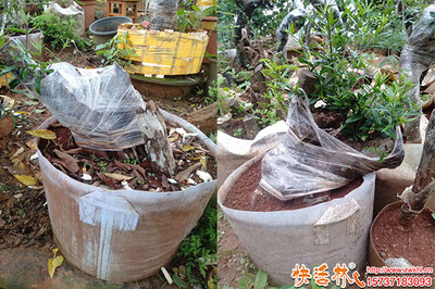 下山樁快速發(fā)根養(yǎng)護指南 園林綠化專家獨家方法