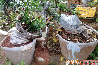 老樁生根 園林綠化中的關鍵技術與實踐