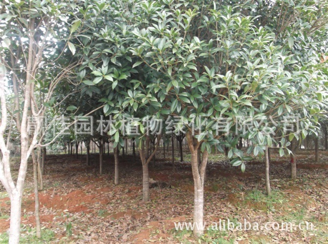 園林植物在園林綠化中的核心作用與配置藝術