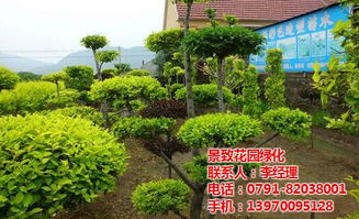 星子縣綠化與南昌園林施工方案 景致花園綠地建設及售后服務體系全解析